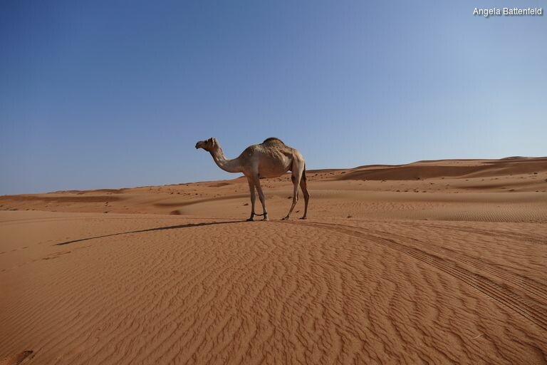 5hraft38a_rectangle-768x768-0x0-0x0