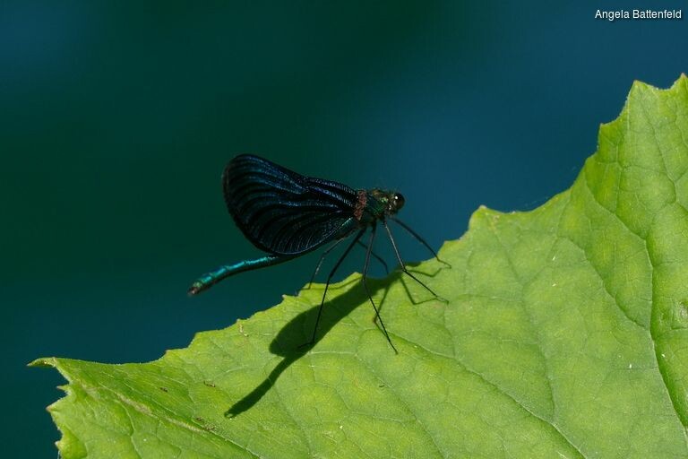 5c56df8o5_rectangle-768x768-0x0-0x0