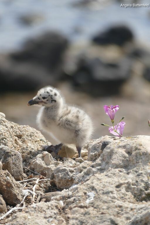 532mqcq3v_rectangle-768x768-0x0-0x0