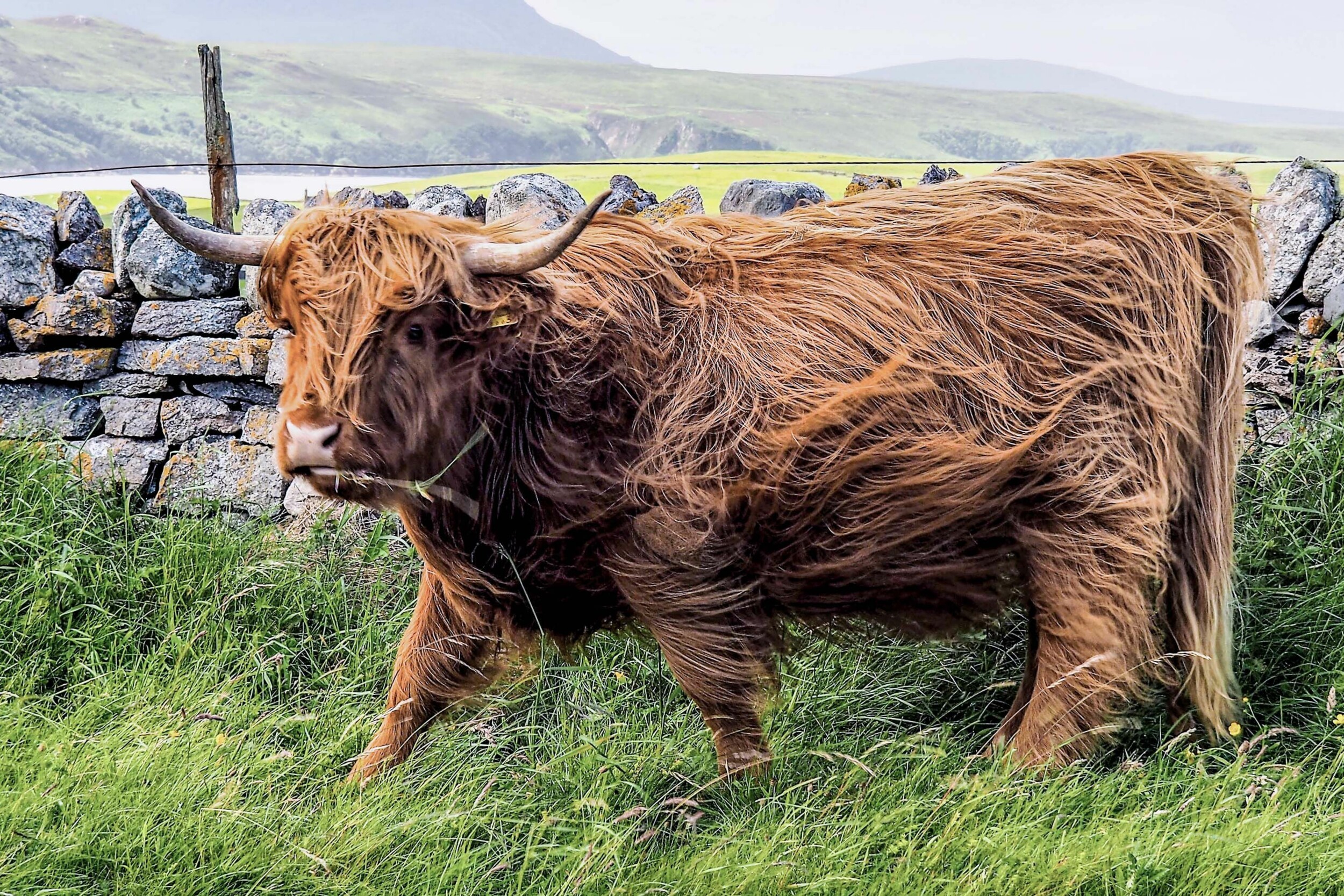 2017_06_24__Thurso_-_Ullapool_Küstenstrasse_(51ab)