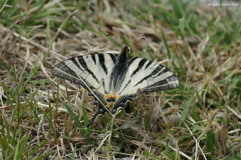 5c56drkve_rectangle-768x768-0x0-0x0