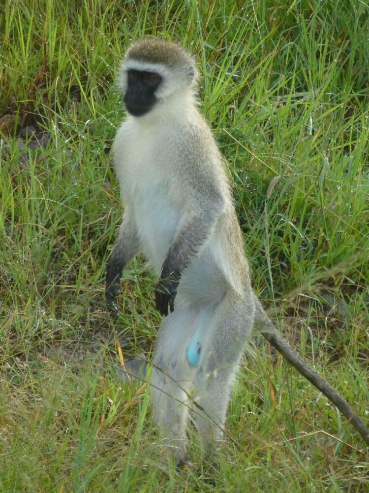 Tansania_Zanzibar_2013_256