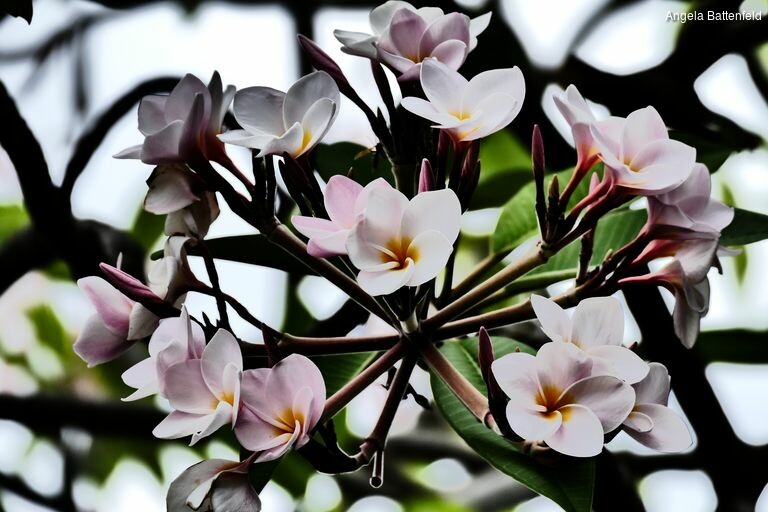 starflyer2015122_rectangle-768x768-0x0-0x0